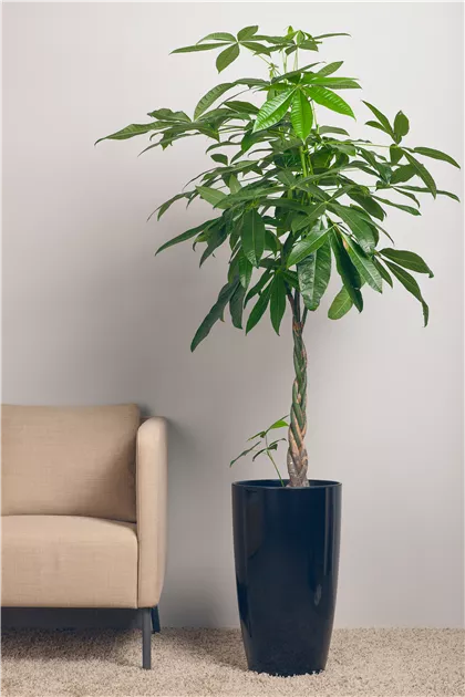 Die Glckskastanie  asiatischer Glcksbringer  Floragard
