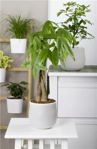 Die Glckskastanie  asiatischer Glcksbringer  Floragard