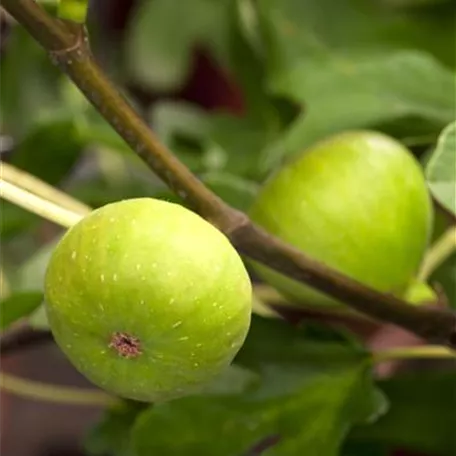 Ficus carica 'Jordan'