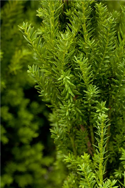 Eibe 'Hillii' Pflanze, Pflege & Tipps  Floragard