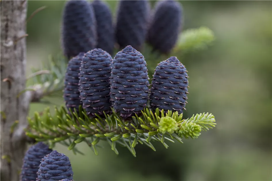 Koreatanne Pflanze, Pflege & Tipps  Floragard