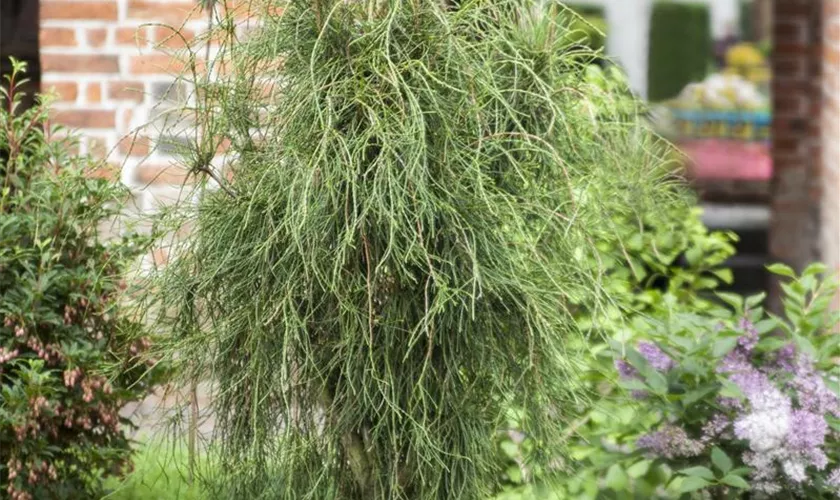 Platycladus orientalis 'Franky Boy'