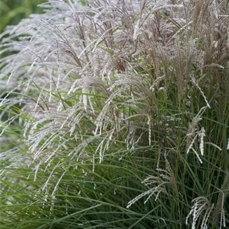 Garten-Chinaschilf 'Federweißer'