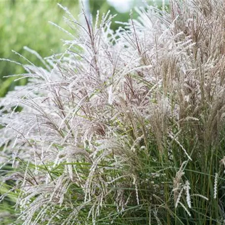 Garten-Chinaschilf 'Große Silberblüte'
