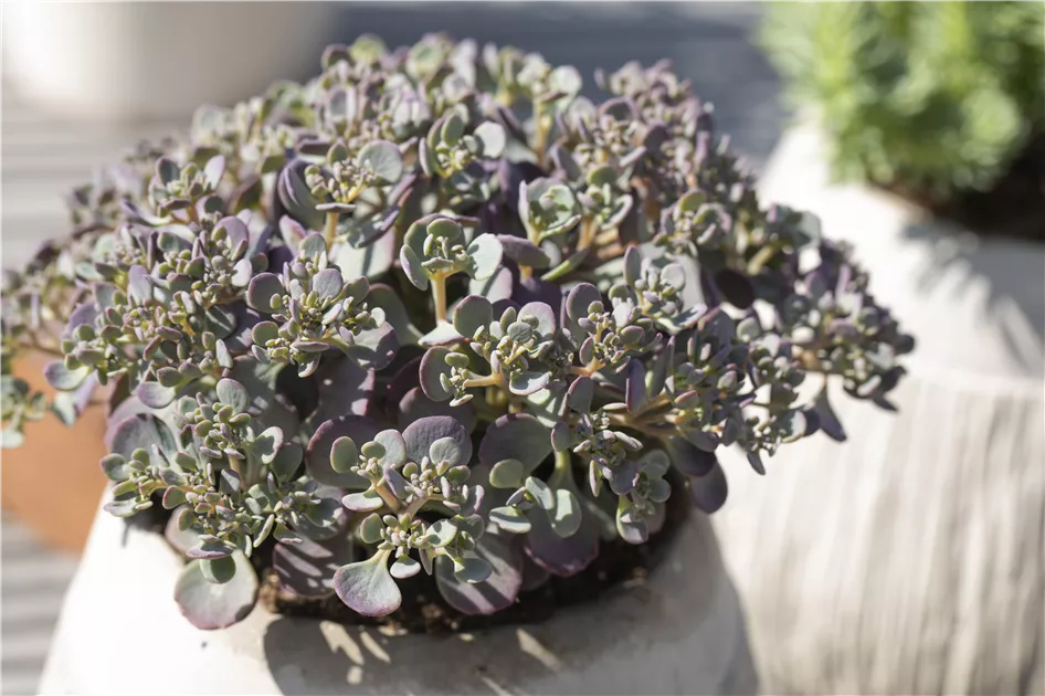 hosta variegata Wavy Variegated Hosta – The Plant Firm