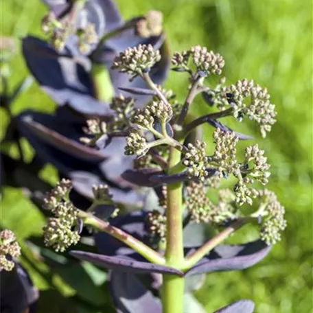 Purpur-Fetthenne 'Bertram Anderson'