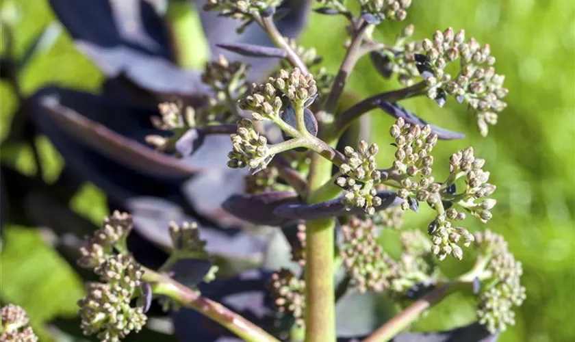 Sedum cauticola 'Bertram Anderson'