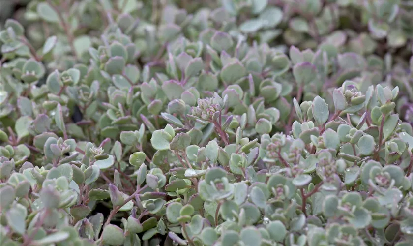 Sedum cauticola
