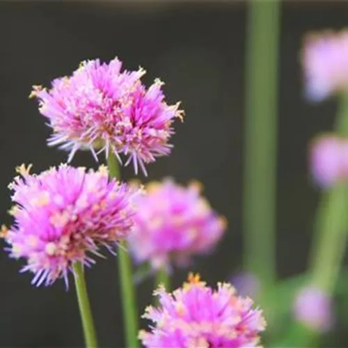 Echter Kugelamarant (Gomphrena) - Einpflanzen im Garten