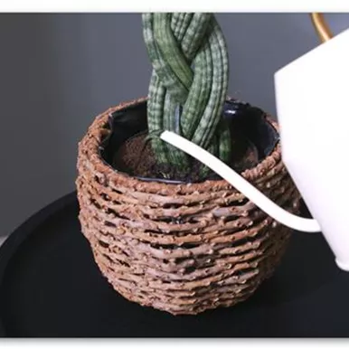 Bogenhanf "Spaghetti" geflochten - Umtopfen