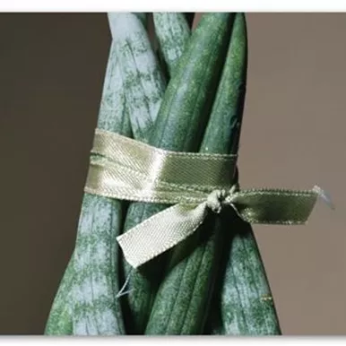 Zimmerpflanzenportrait - Bogenhanf "Spaghetti" 