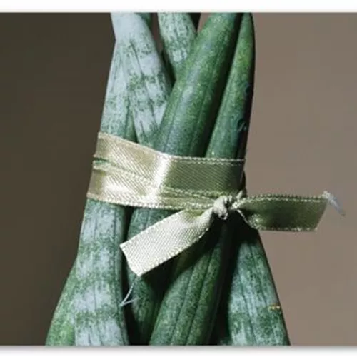 Zimmerpflanzenportrait - Bogenhanf "Spaghetti" 