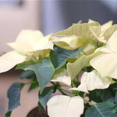 Zimmerpflanzenportrait - Weihnachtsstern (gelb)