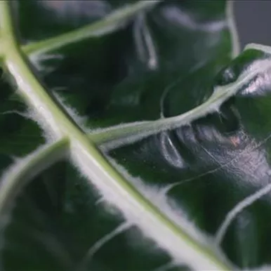 Zimmerpflanzenportrait - Pfeilblatt