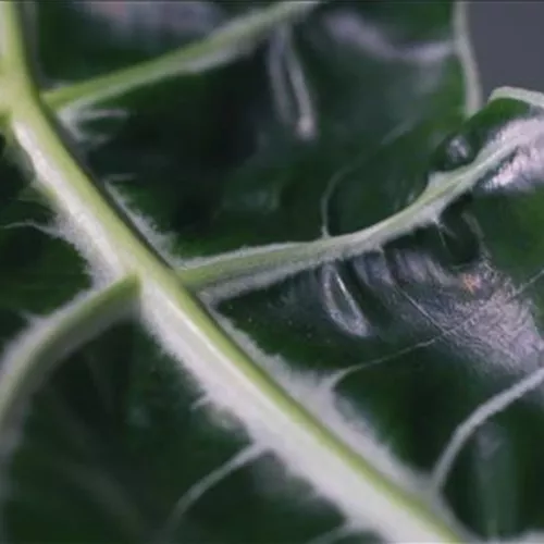 Zimmerpflanzenportrait - Pfeilblatt