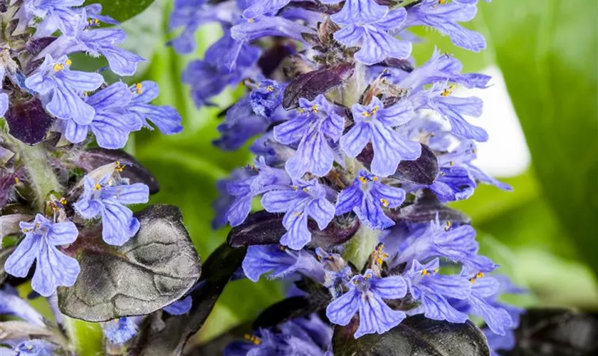 Ajuga reptans