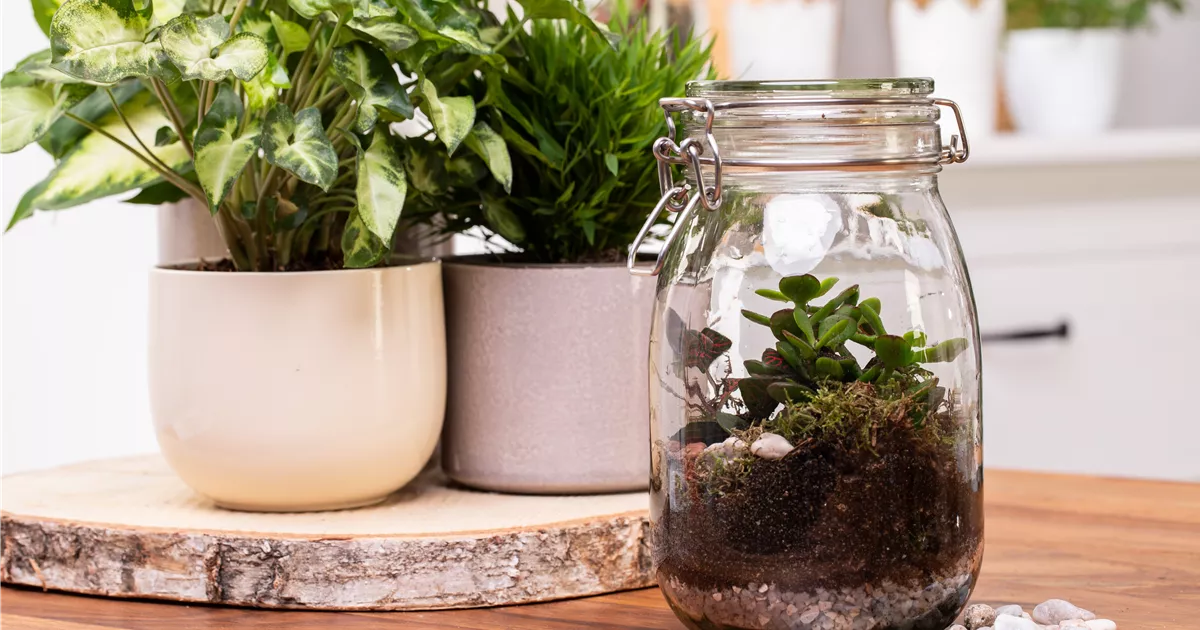 Der Zimmergarten ein kleines Biotop im Glas Floragard