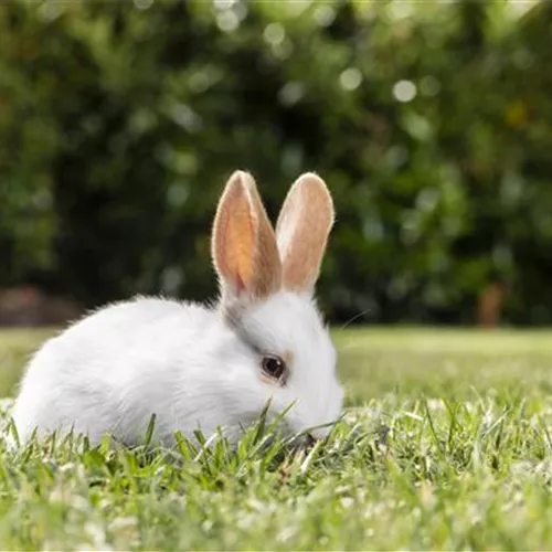 Igel, Kaninchen und Co. - unsere Gartenbewohner Igel, Kaninchen und Co. - unsere Gartenbewohner