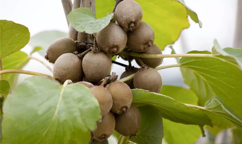 Actinidia chinensis
