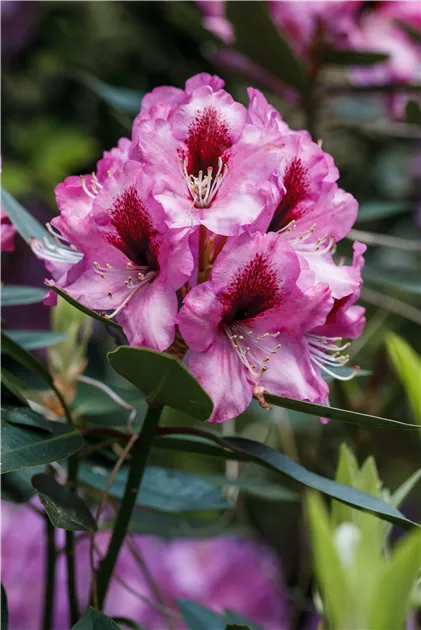 INKARHO Rhododendron Pflanze, Pflege & Tipps  Floragard