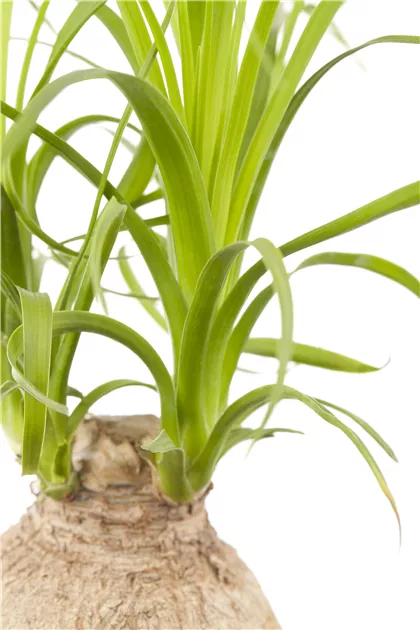 Den Elefantenfu richtig pflegen  Floragard