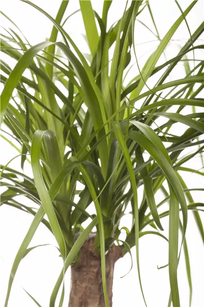 Der Dickhuter Elefantenfu  Floragard