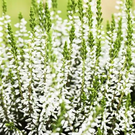 Calluna vulgaris Gardengirls® Calluna vulgaris Gardengirls®