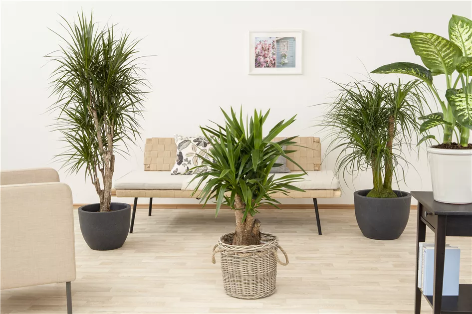 Elefantenfu Pflanze, Pflege & Tipps  Floragard