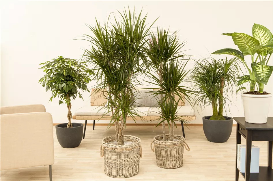 Elefantenfu Pflanze, Pflege & Tipps  Floragard