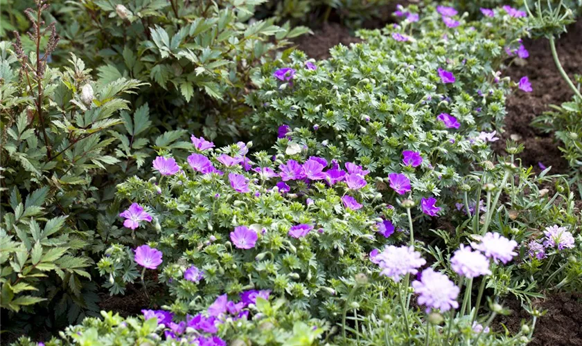 Geranium sanguineum 'Canon Miles'