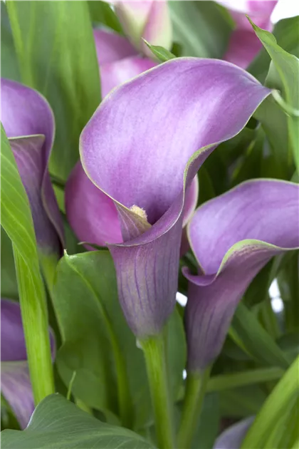 Zantedeschia aethiopica Pflanze, Pflege & Tipps  Floragard