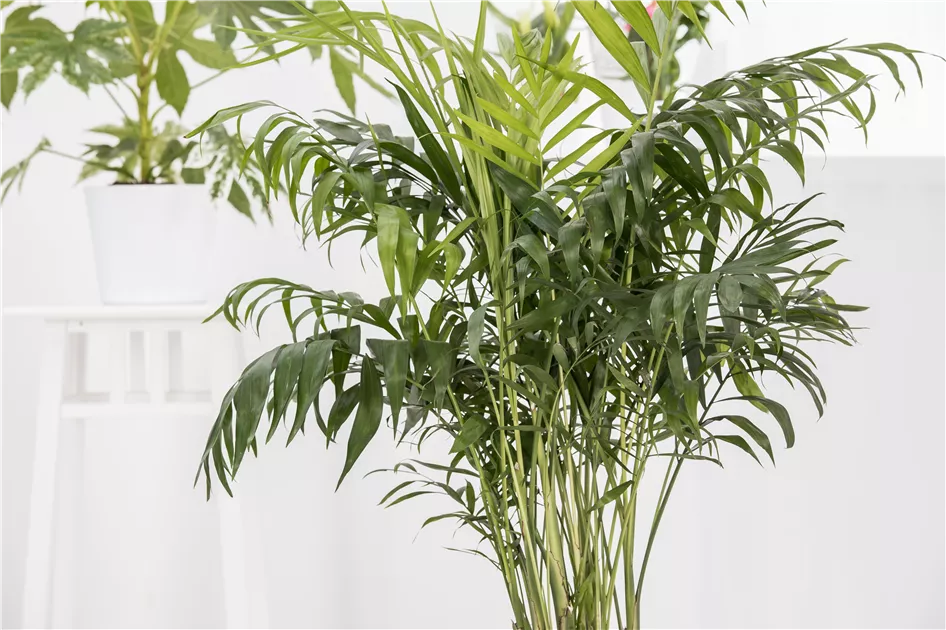 chamaedorea zimmerpflanze Dypsis lutescens & Chamaedorea elegans Zimmerpflanze Ø12cm 40cm main image 0