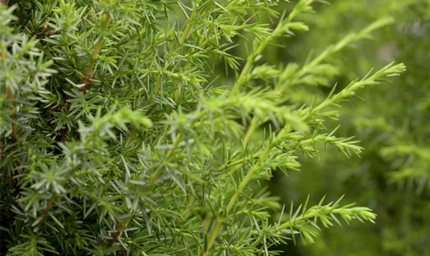 Juniperus communis