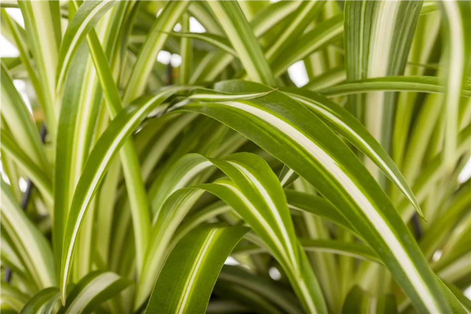Die Grnlilie - das Genie unter den Zimmerpflanzen  Floragard