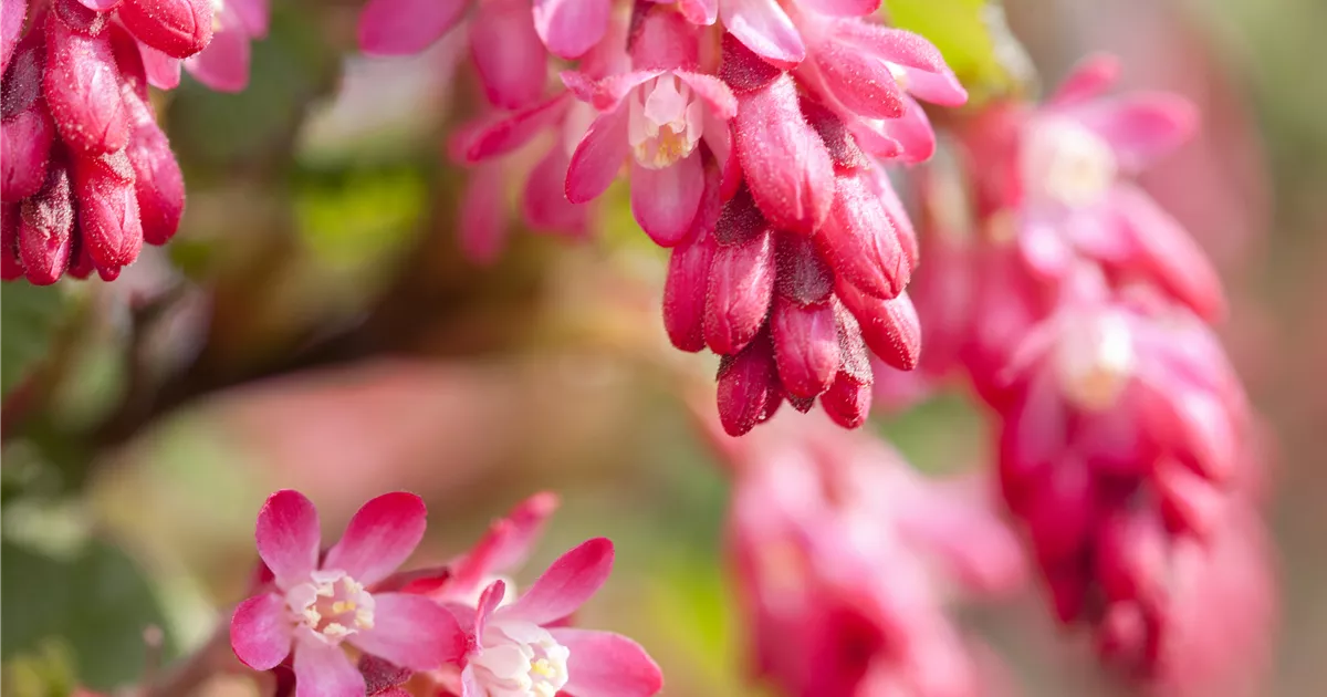 wie viel dünger pro pflanze Beeren Dünger Langzeitwirkung main image 0