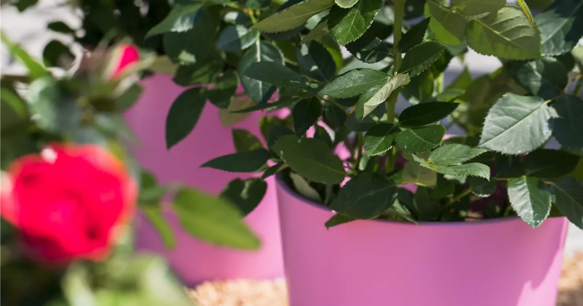 Topfrose Pflanze, Pflege & Tipps  Floragard