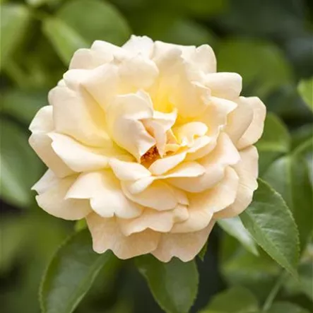Rosa 'Hansa Park'® Rosa 'Hansa Park'®