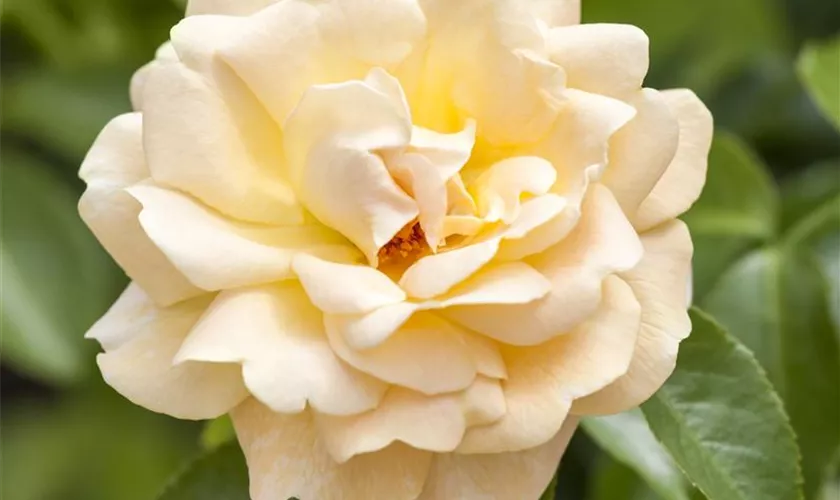 Strauchrose