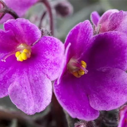 Echtes Usambaraveilchen Echtes Usambaraveilchen