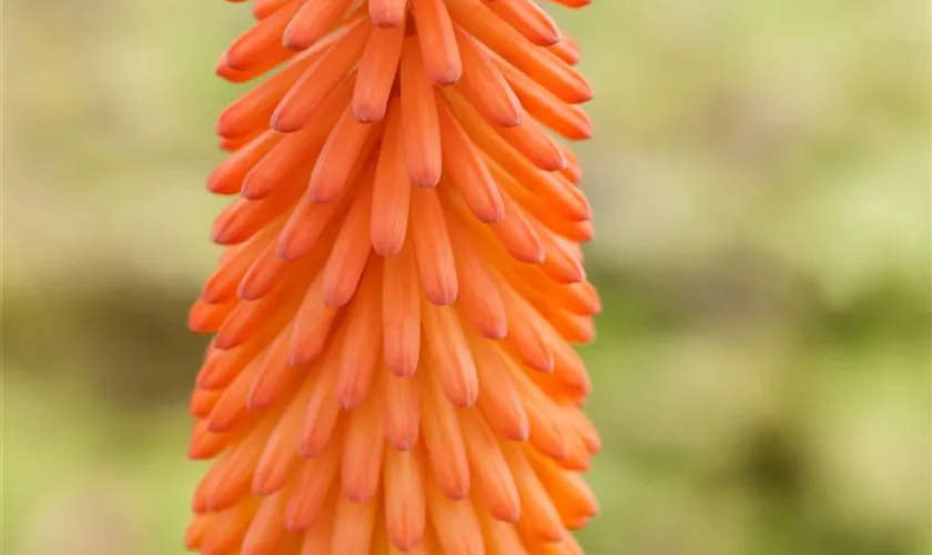 Kniphofia uvaria 'Alcazar'
