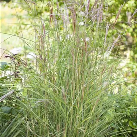 Garten-Chinaschilf 'Kleine Fontäne'