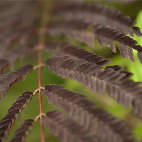 Seidenbaum 'Evy´s Purple'
