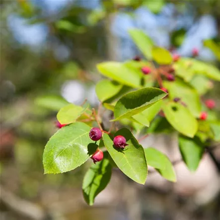 Amelanchier lamarckii 'Prince William' Amelanchier lamarckii 'Prince William'