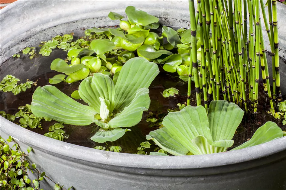Wasserpflanzen Pflanze, Pflege & Tipps  Floragard