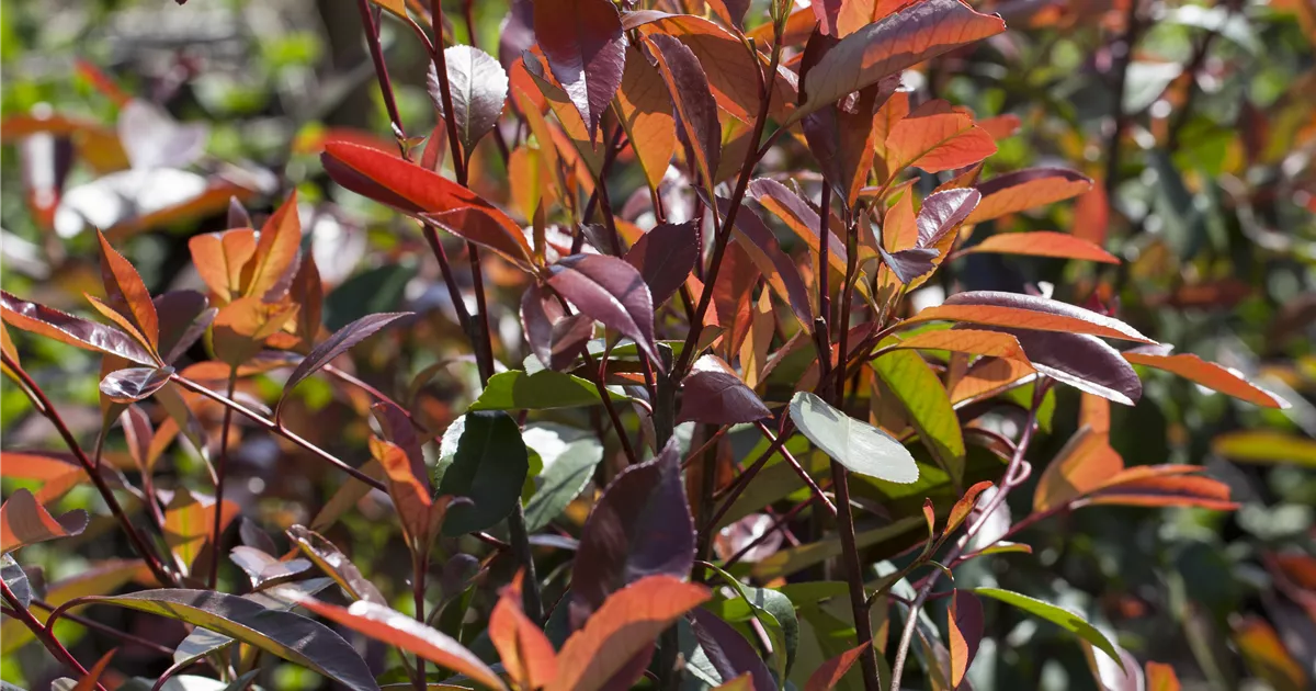 kirschlorbeer genolia giftig Kirschlorbeer Genolia ® (Prunus laurocerasus) | 100-125 cm mit Wurzelballen