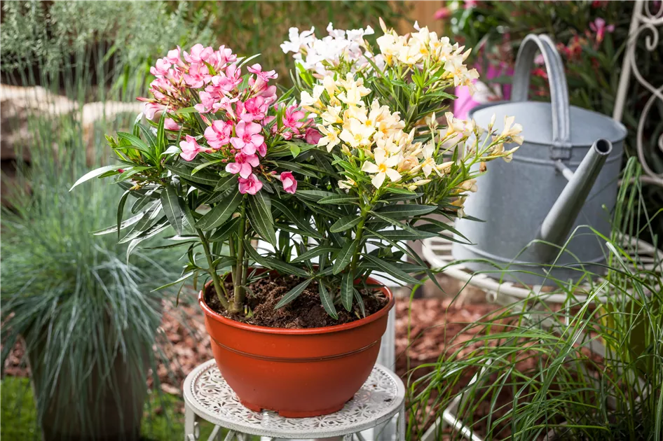 Oleander Pflanze, Pflege & Tipps  Floragard