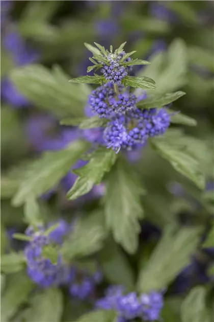 cannabis in blüte düngen Green Home Hanf & Cannabis Blüten Dünger