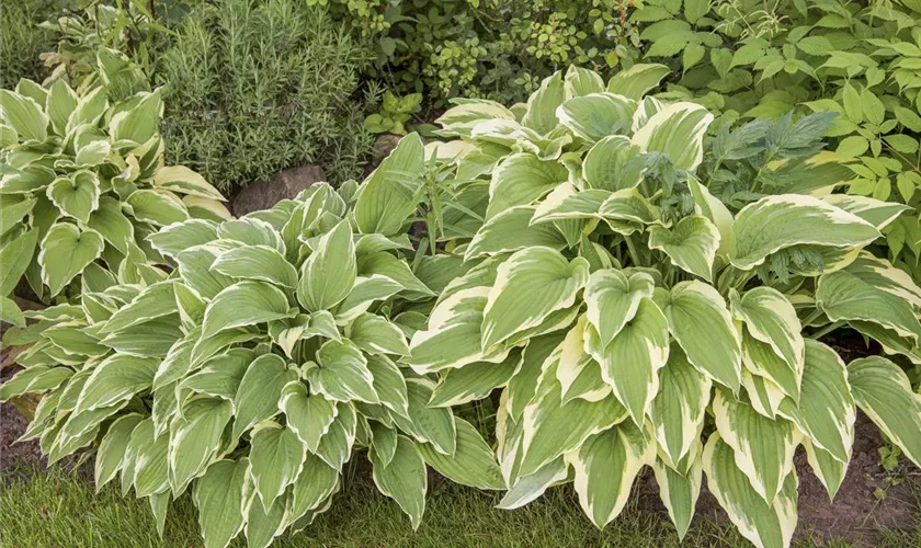 Hosta sieboldii
