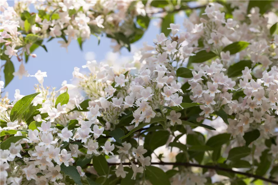 Kolkwitzia amabilis Pflanze, Pflege & Tipps  Floragard