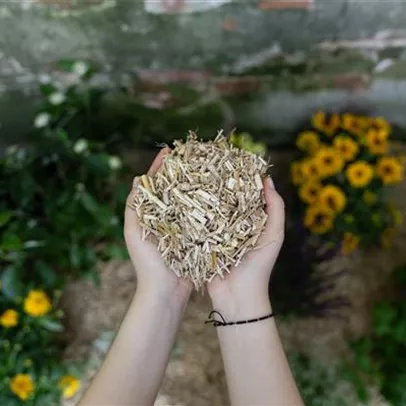 Beete schützen mit Mulch Beete schützen mit Mulch